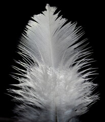 Feather - Leghorn