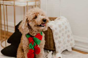pets for Christmas new year’s eve day decorations presents santa claus kitchen Father Christmas,...