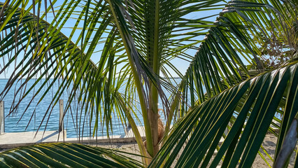 Fototapeta premium Palm Trees next to the Sugarloaf Sound in Florida