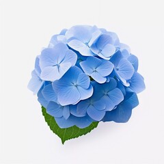 Blue hydrangea flower with copy space isolated on white,  Ai generator