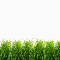 Beautiful fresh green grass background border isolated on white background, AI generator