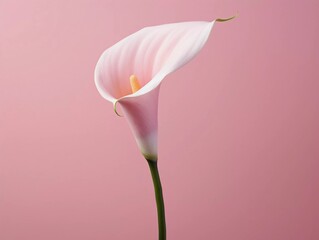 Beautiful calla with a white petal on a pink background, Ai generator