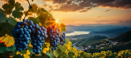 Zelfklevend Fotobehang Golden sunlight on vineyard with lush grapevines, ideal for wine promotions or events. © Ilja