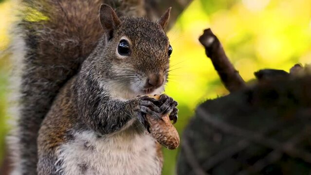 Close up of a squirrel perched on a tree eating a peanut