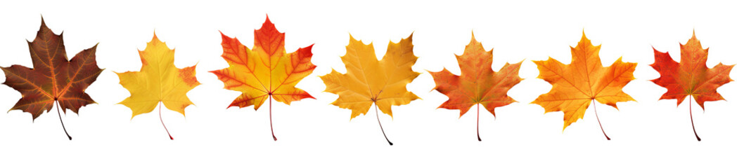 Naklejka na ściany i meble Set of autumn fall maple leaves isolated on transparent background PNG