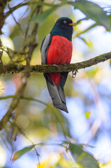 Lattice-tailed Trogon - Trogon clathratus in Rara Avis Reserve, Costa Rica