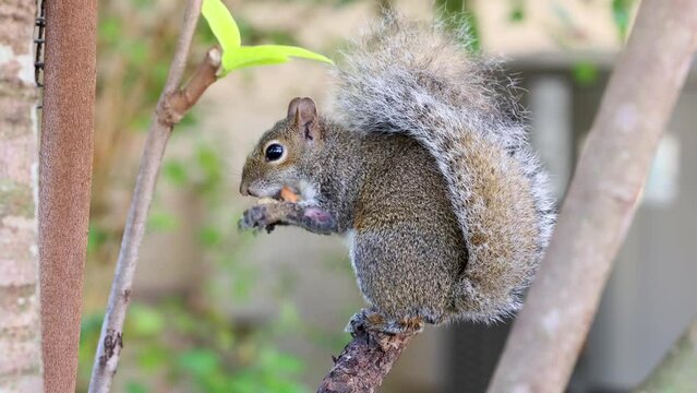 Profile of a squirrel perched on a tree eating a peanut