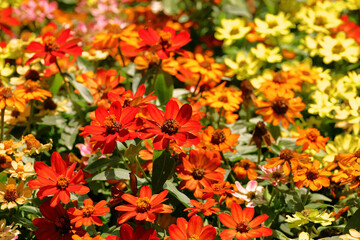 Background material photo of a close-up of a flower garden with colorful zinnia flowers