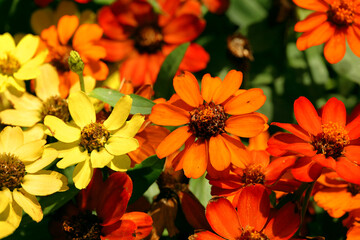 Colorful zinnia flowers in the spring sunshine