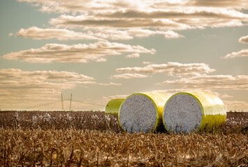 Planta&ccedil;&atilde;o de algod&atilde;o