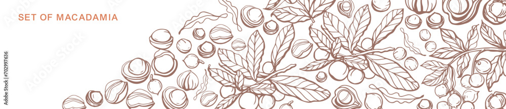 Wall mural isolated vector set of macadamia in vintage style. hand drawn macadamia leaves and natural healthy f - Wall murals