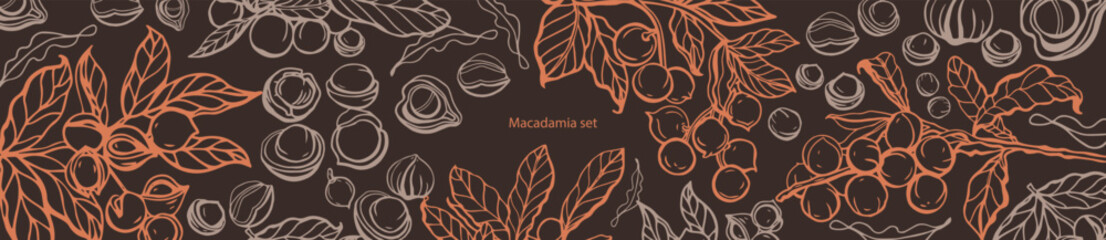 Isolated vector set of macadamia in vintage style. Hand drawn macadamia leaves and natural healthy food nut pieces collection. Pattern. Diet snack vector illustration.