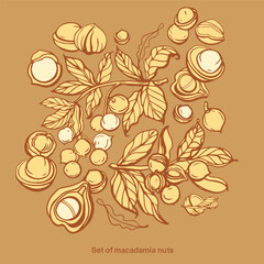 Isolated vector set of macadamia in vintage style. Hand drawn macadamia leaves and natural healthy food nut pieces collection. Pattern. Diet snack vector illustration.