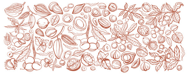 Big isolated vector set of nuts.Nuts and seeds collection.Vector hand drawn brown objects. Peanuts, cashews, walnuts, hazelnuts, cocoa, almonds, chestnut, pine nut, nutmeg, peanut, macadamia, coconut.