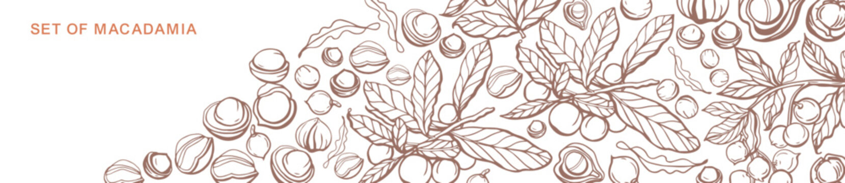 Isolated vector set of macadamia in vintage style. Hand drawn macadamia leaves and natural healthy food nut pieces collection. Pattern. Diet snack vector illustration.