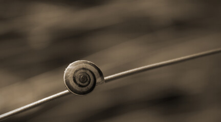 little snail in the garden, in sepia tone