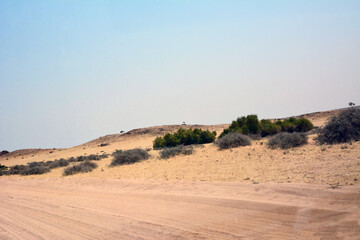 A dirt road in a desert area in perspective against a background of low trees and a blue sky