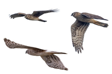 飛翔するハイイロチュウヒの雌の切り抜き画像