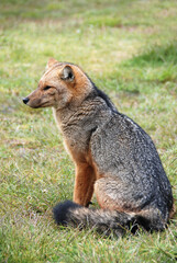 The culpeo (Lycalopex culpaeus), sometimes known as the culpeo zorro or Andean fox (wolf), is a...