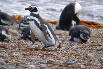 Magellan Penguins (order Sphenisciformes, family Spheniscidae) are a group of aquatic, flightless...