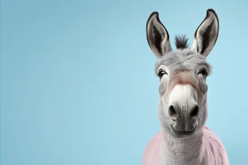 Fototapeten Styled and happy donkey on pastel background, isolated in studio for fashion shoot with text space © Andrei