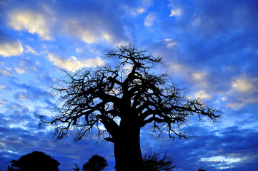 Baobab or  boab, boaboa, bottle tree, upside-down tree, and monkey bread tree Tarangire National...