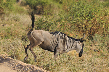 The wildebeest (plural wildebeest, wildebeests or wildebai), also called the gnu is an antelope of the genus Connochaetes. It is a hooved (ungulate) mammal. (Etosha National Park) Namibia Africa