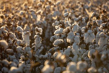 campo de algod&atilde;o