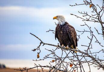 bald eagle in the tree