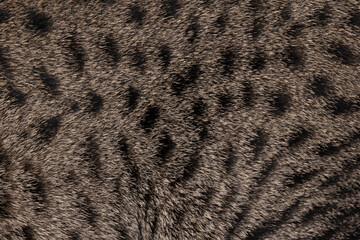 Full frame macro detailed  image of brown with black spotted domestic Savannah cat fur.