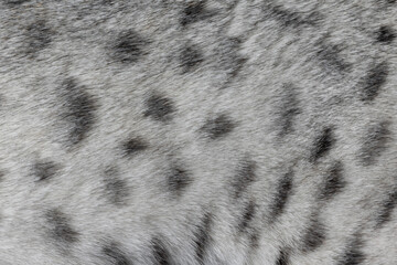 Full frame macro detailed  image of light silver with black spotted domestic Savannah cat fur.