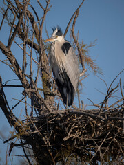 Grey heron, Ardea cinerea,