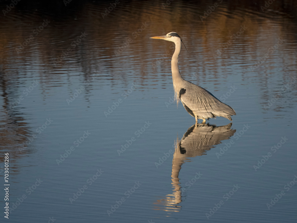 Wall mural Grey heron, Ardea cinerea,