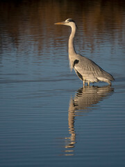 Grey heron, Ardea cinerea,