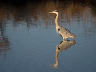 Grey heron, Ardea cinerea,
