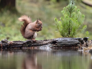 Red squirrel, Sciurus vulgaris