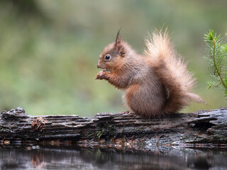 Red squirrel, Sciurus vulgaris