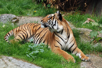 Naklejka na ściany i meble Siberian tiger is a population of the Panthera tigris tigris subspecies that is native to the Russian Far East, Northeast China,and possibly North Korea
