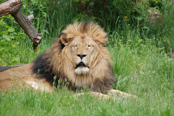 Lion is one of the four big cats in the genus Panthera, and a member of the family Felidae. With some males exceeding 250 kg (550 lb) in weight, it is the second-largest living cat after the tiger