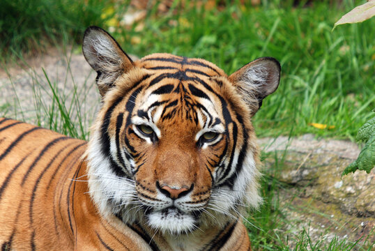 Siberian tiger is a population of the Panthera tigris tigris subspecies that is native to the Russian Far East, Northeast China,and possibly North Korea