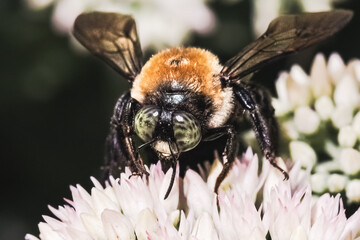 A big green-eyed male Eastern Carpenter Bee Xylocopa virginica pollinating and feeding on a white sedum flowers. Long Island, New York, USA