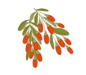 Branch of red goji berries with leaves. Vector illustration. White background.