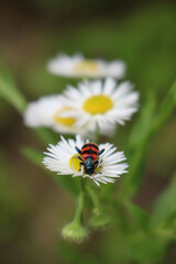 bee-eating beetle (Trichodes apiarius) on flower