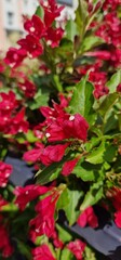 red flowers in the garden