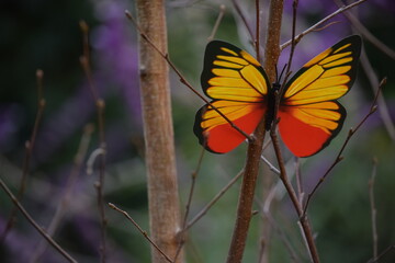 mariposa amarilla y naranja en la naturaleza viva