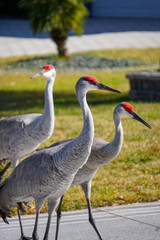 three sandhill cranes