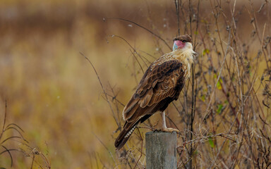Crested caracara perched on wooded post