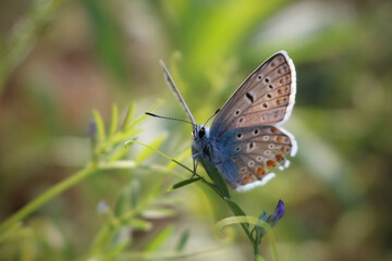 common blue butterfly on grass