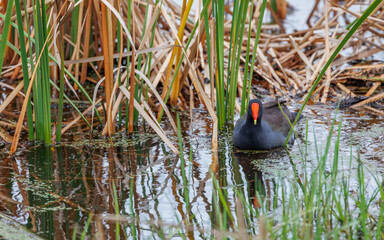 American coot in marsh waters
