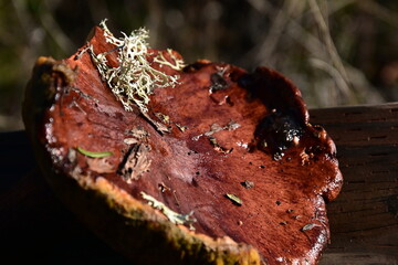 giant mushroom